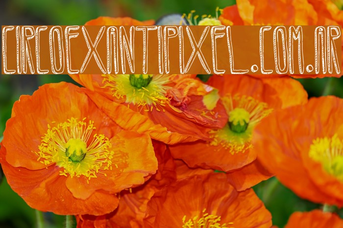 CircoexANTIPIXEL.com.ar Font examples
