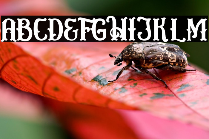 Circusia Regular Example 1