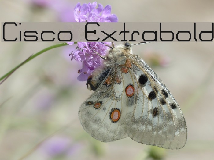 Cisco Extrabold फ़ॉन्ट examples
