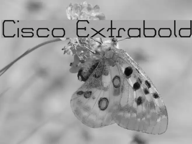 Cisco Extrabold Font examples