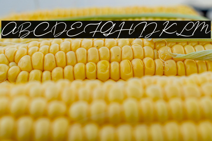 CitanyaScriptdemo-Regular Example 1