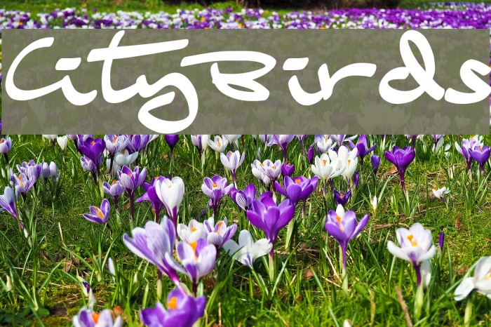 CityBirds Example 2
