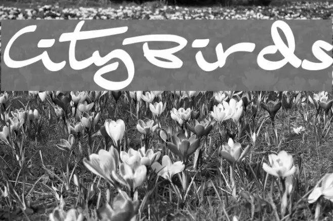 CityBirds Font examples