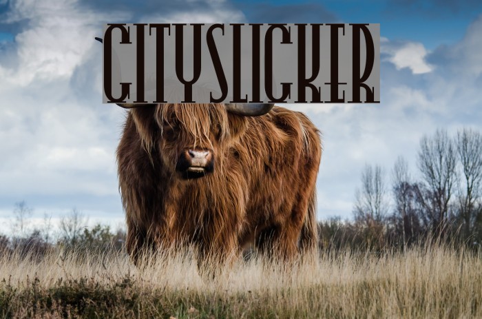 CitySlicker Font examples