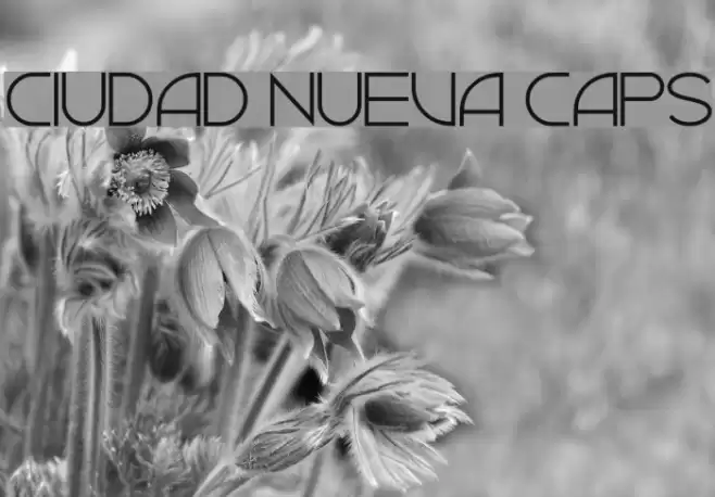 Ciudad Nueva CAPS Font examples