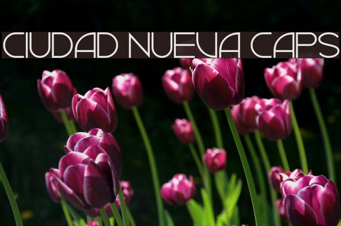 Ciudad Nueva CAPS Font examples