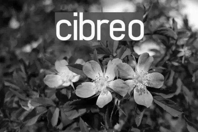 cibreo Font examples