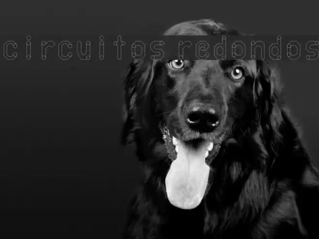 circuitos redondos Schriftart examples