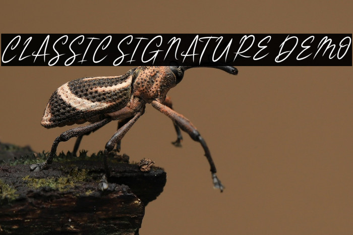 CLASSIC SIGNATURE DEMO Example 2