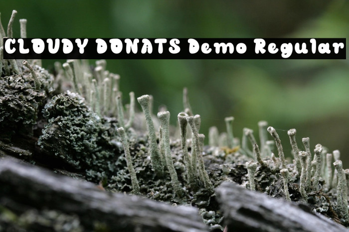 CLOUDY DONATS Demo Regular Example 1