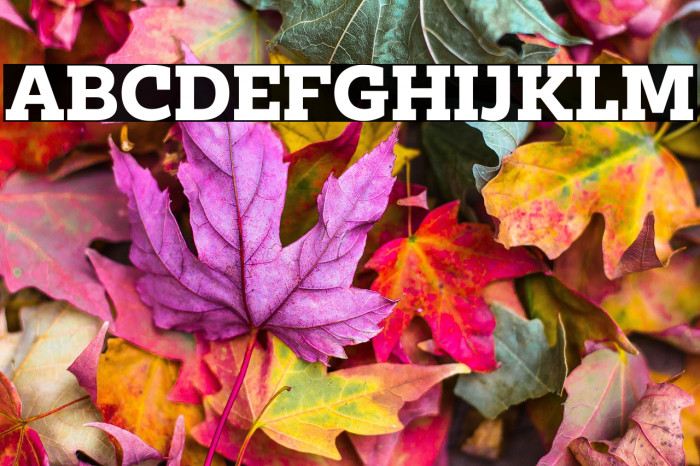 ClabPersonalUse-Bold Example 3