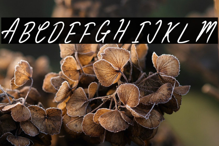 ClaireWood Example 2