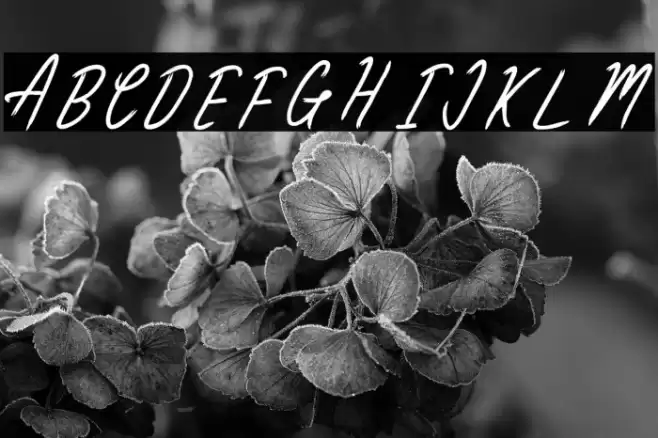 ClaireWood 字体 examples