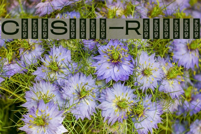 ClamShack-Regular Example 2