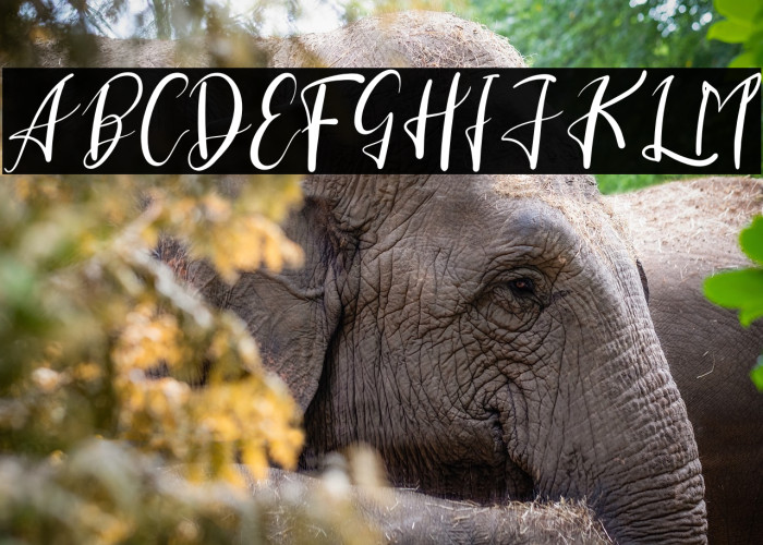 Clara Sherly Example 2