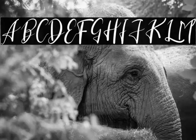 Clara Sherly Font examples