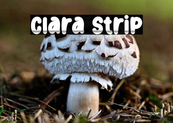 Clara Strip Example 3