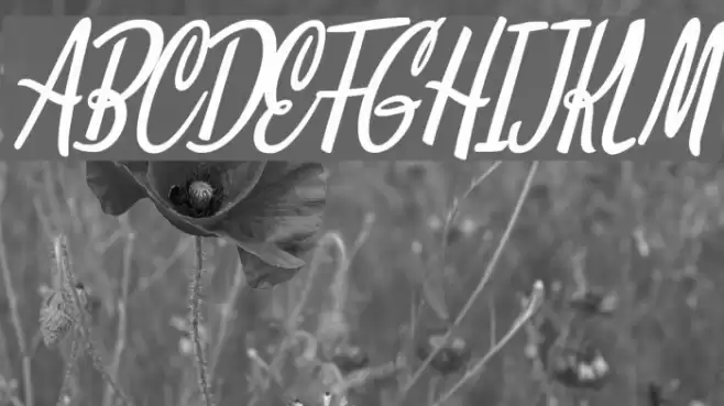 Clarice Italic Personal Use Fuentes examples