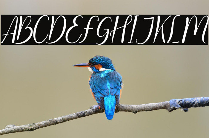 Clarities Italic Example 3