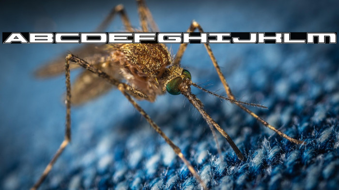 Classic Cobra Academy Example 2