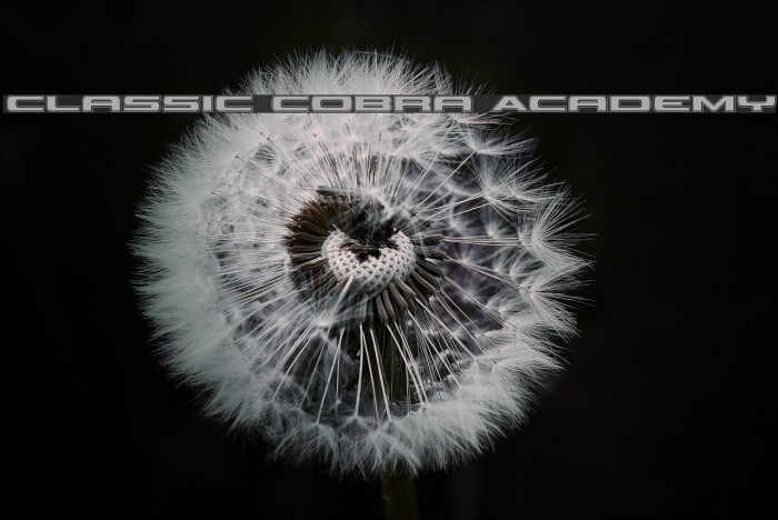 Classic Cobra Academy Font examples