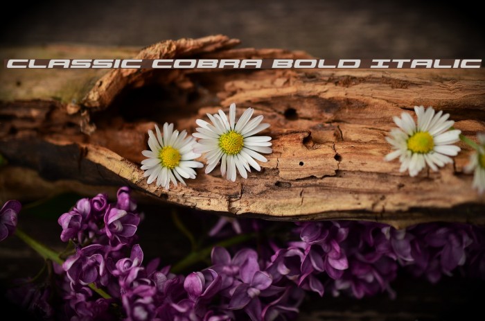 Classic Cobra Bold Italic Font examples