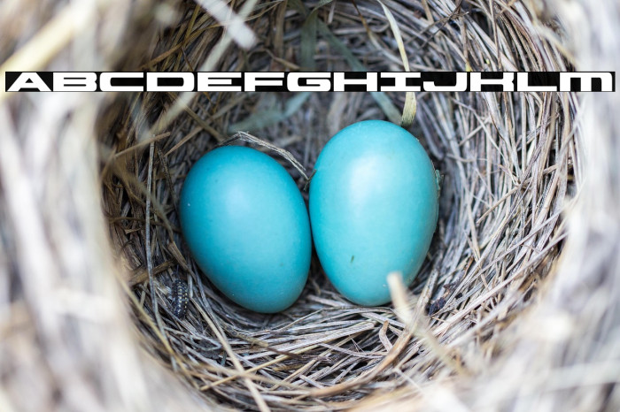 Classic Cobra Bold Example 3