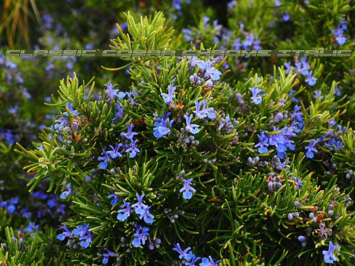 Classic Cobra Chrome Italic Example 1