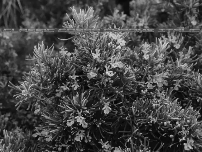 Classic Cobra Chrome Italic Font examples