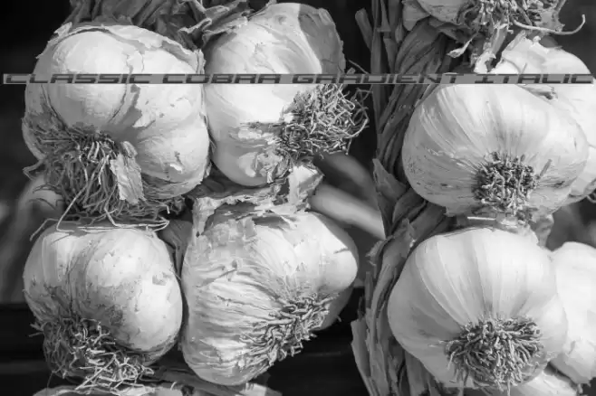 Classic Cobra Gradient Italic Font examples