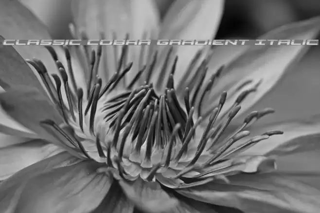 Classic Cobra Gradient Italic Font examples
