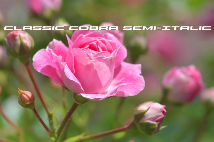 Classic Cobra Semi-Italic Example 3