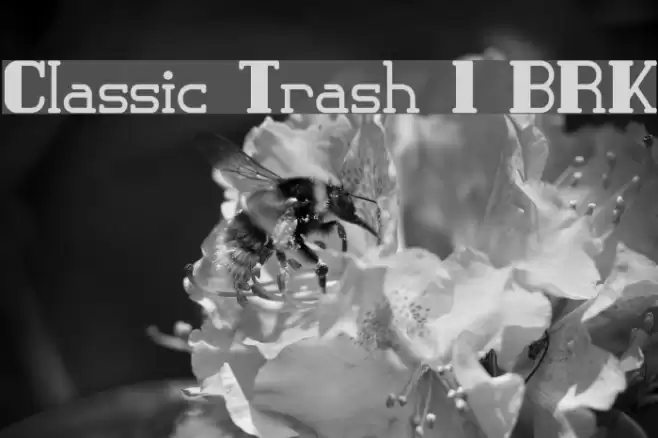Classic Trash 1 BRK フォント examples