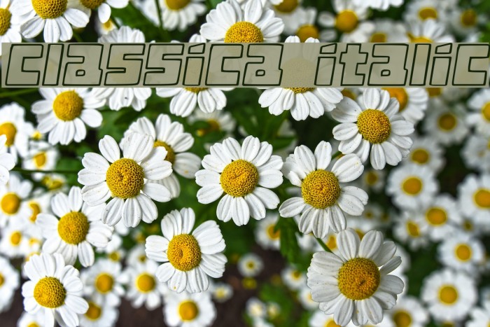 Classica Italic Example 1