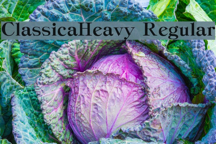 ClassicaHeavy Regular Font examples