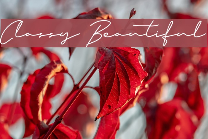 Classy Beautiful Example 2