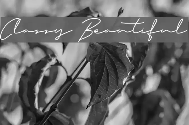 Classy Beautiful Font examples