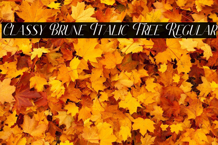 Classy Brune Italic Free Regular Example 1