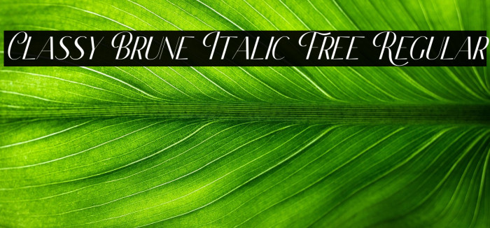 Classy Brune Italic Free Regular Example 3