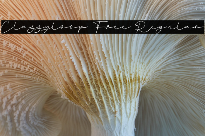 Classyloop Free Regular Example 1