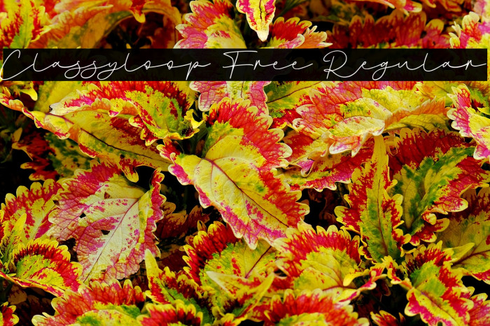 Classyloop Free Regular Example 2