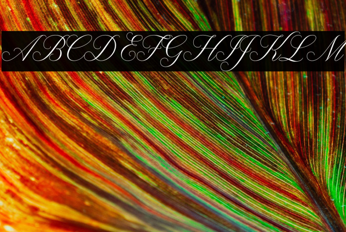 Claudya Script Demo Example 2