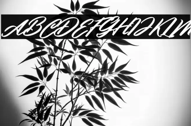 Clauster Italic خط examples