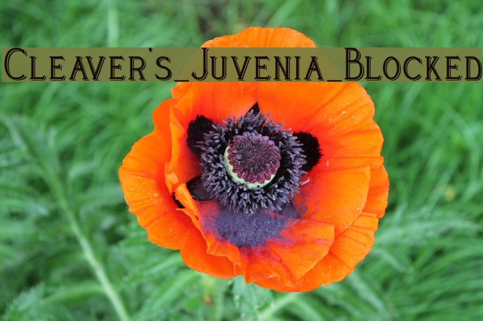 Cleaver's_Juvenia_Blocked Font examples