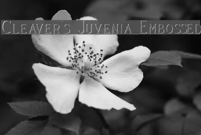 Cleaver's_Juvenia_Embossed Font examples
