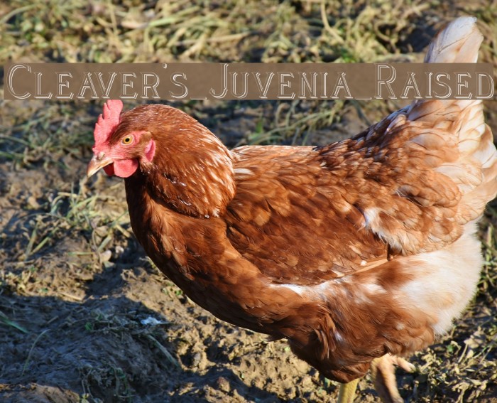 Cleaver's_Juvenia_Raised Font examples