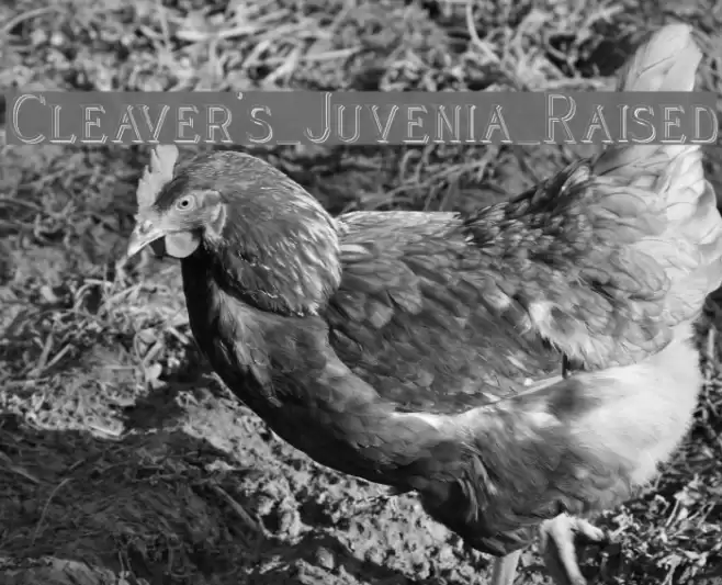 Cleaver's_Juvenia_Raised خط examples