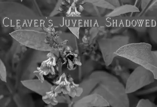 Cleaver's_Juvenia_Shadowed フォント examples