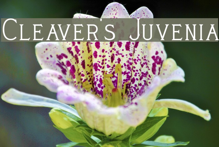 Cleaver's_Juvenia Font examples