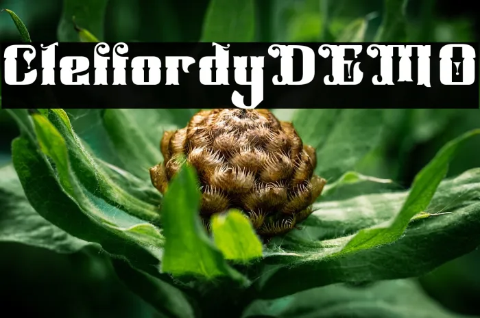 Cleffordy DEMO Example 1